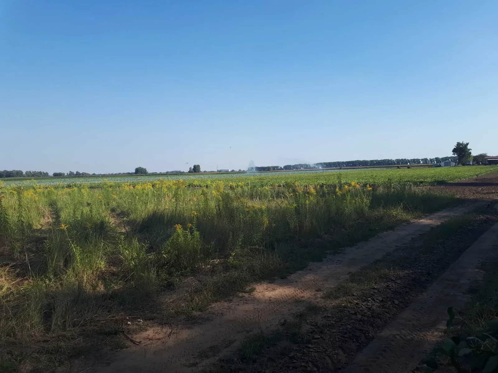 Ділянка 374 соток, Сеньківка: ОСГ, оренда до 2029 року - фото 2