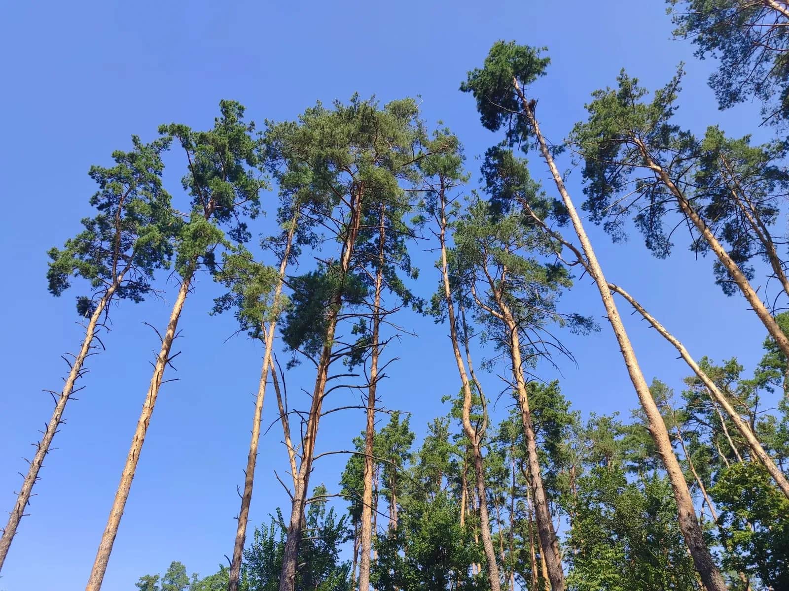 Ділянка 10 соток, Лісова Буча: газ 15 м, каналізація 50 м - фото 2