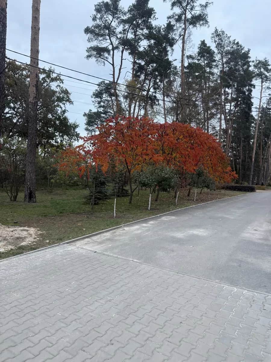 Ділянка 5 соток, Лісова Буча: кутова, два фасади - фото 1