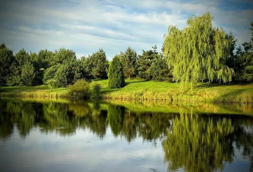 Ділянка 500 соток, Нове Село: зариблені озера, альтанки та мангали - фото 2