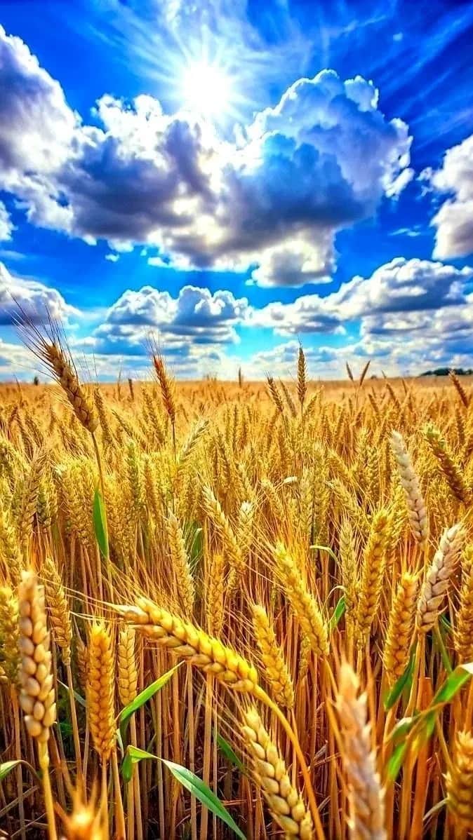 Ділянка 637 соток, Зіньківський: оренда до 2029 року - фото 1