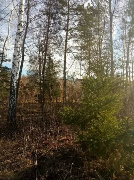 Ділянка 12 соток, Дениші: річка Тетерев, під будівництво - фото 1