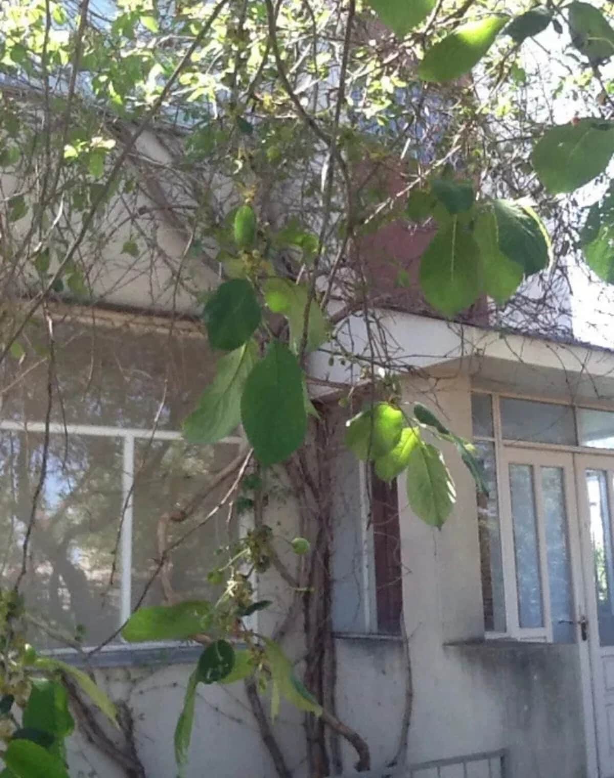 Будинок, Баштанка: гараж, 8 соток, газове опалення - фото 1