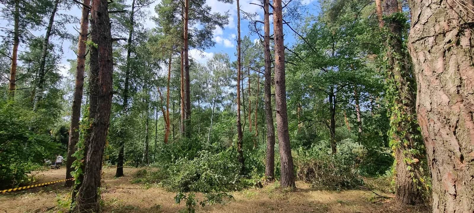 Ділянка 24 сотки, Блиставиця: сосновий ліс, озеро, електрика поряд - фото 1