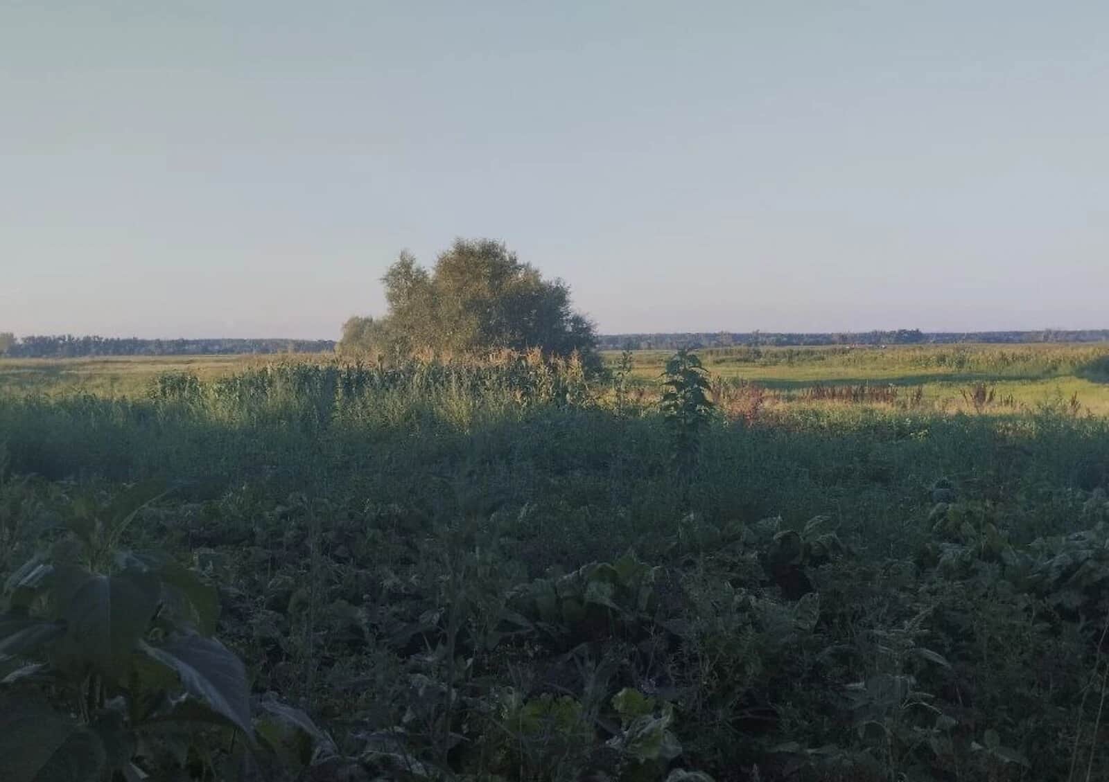 Ділянка 6 соток, Чигирин: під будівництво будинку, септик, чорнозем - фото 1