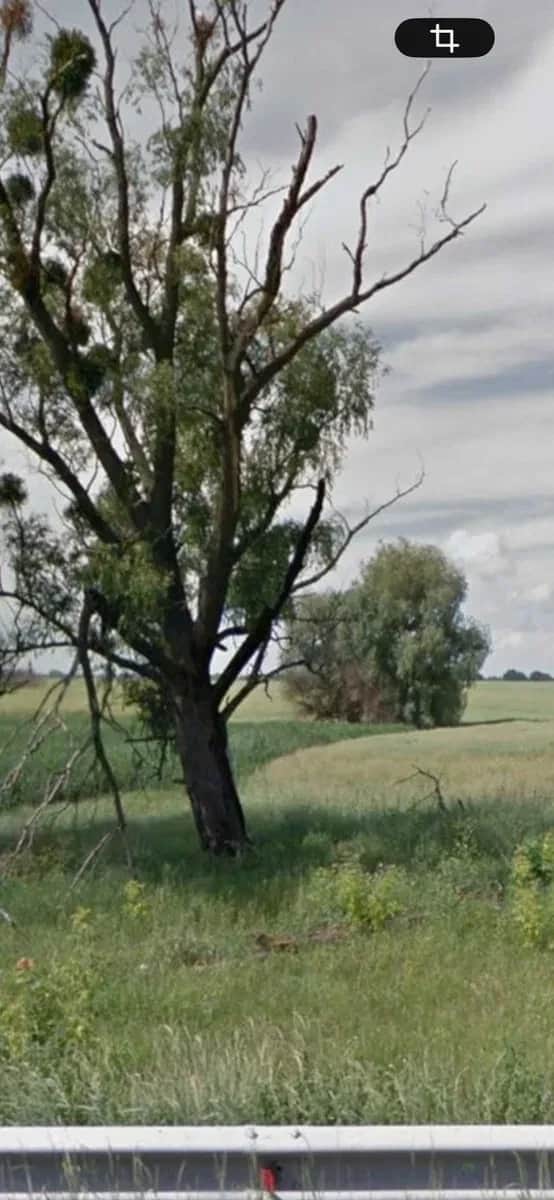Ділянка 400 соток, Гусачівка: фасадна, асфальтована дорога - фото 2