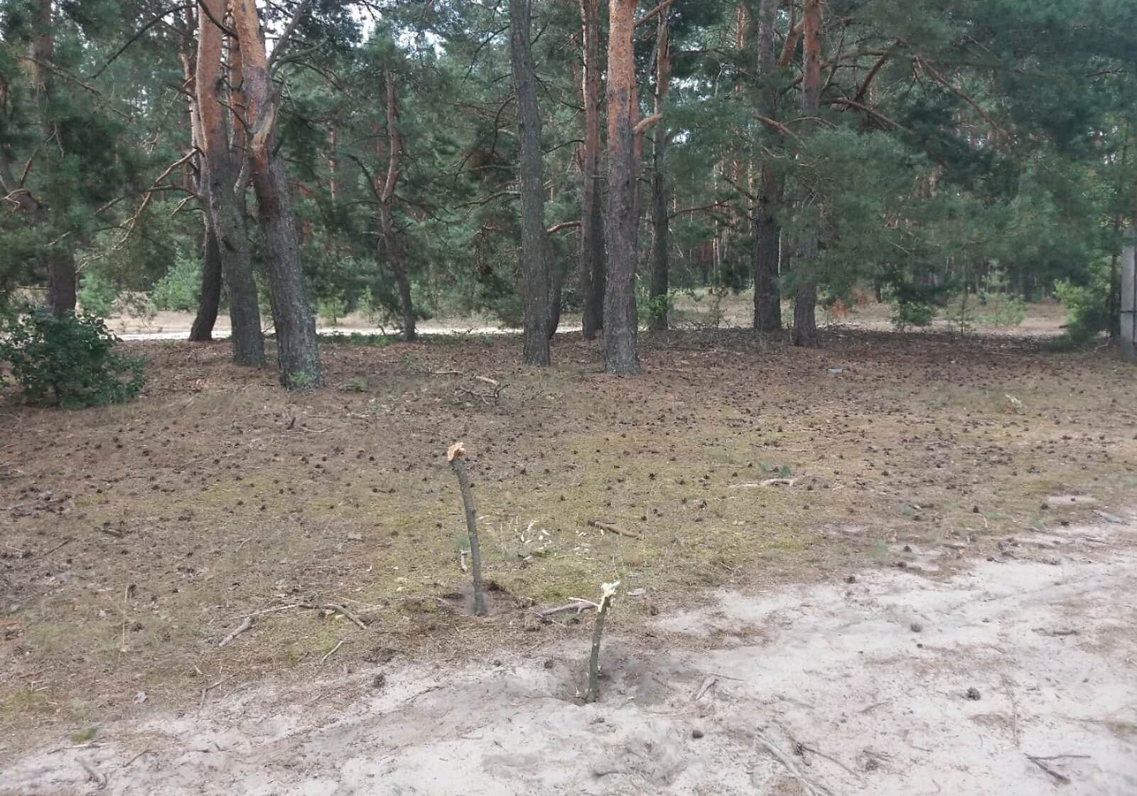 Ділянка 15 соток, Біла Криниця: вихід до водоймища, електрика - фото 2