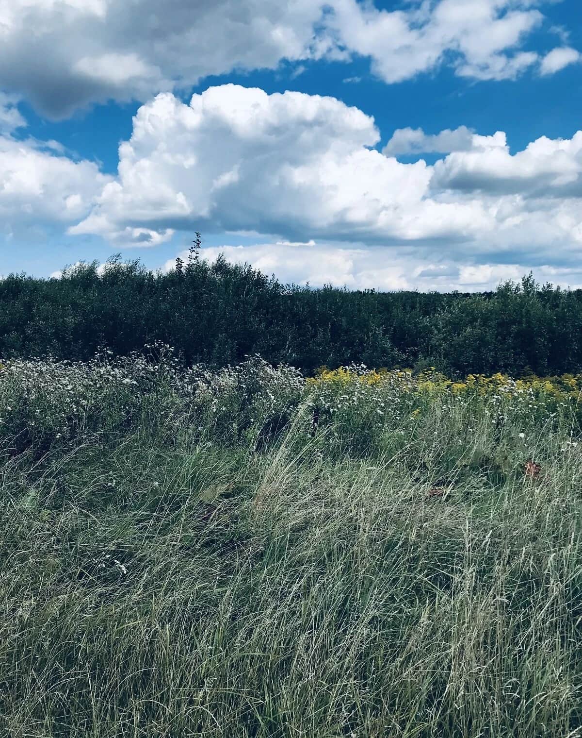 Ділянка 7 соток, Лаврівка: під житлову забудову - фото 2