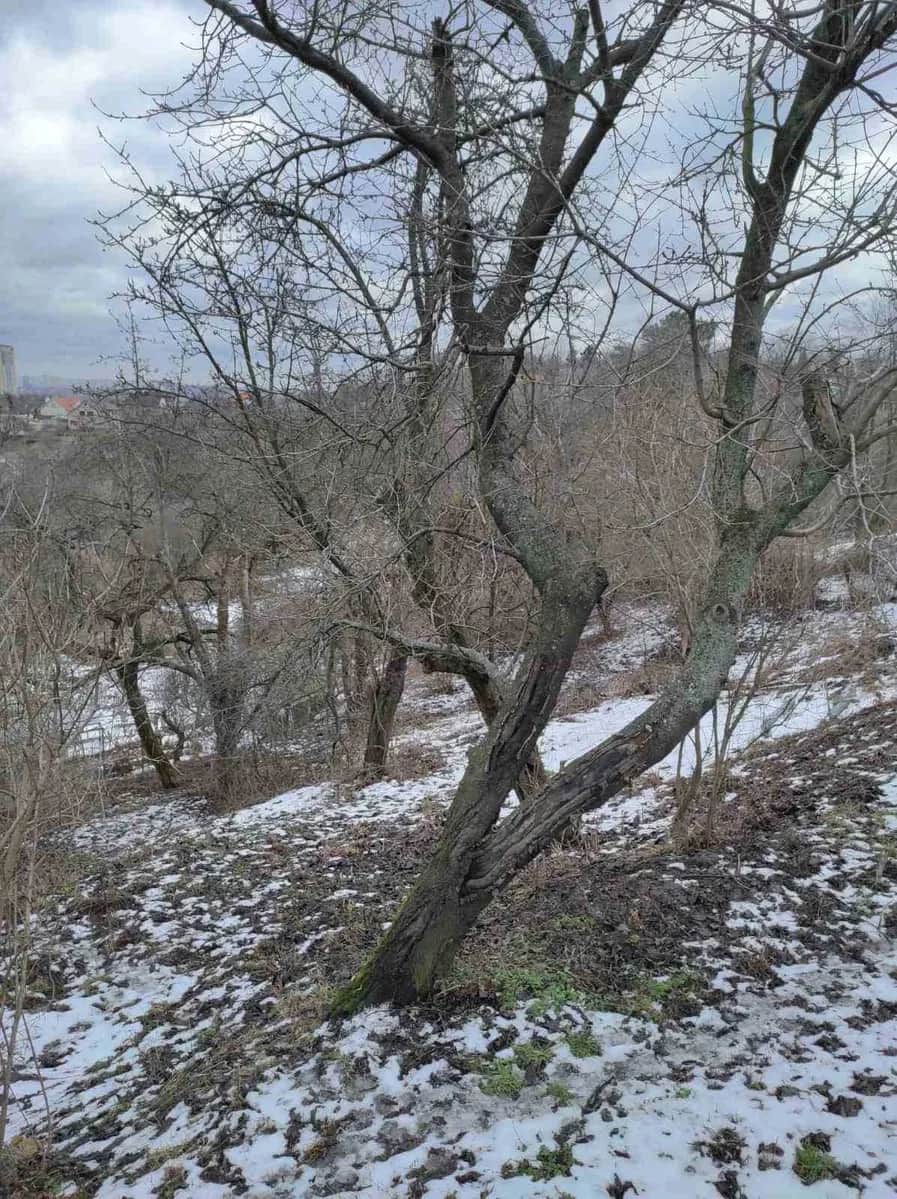 Ділянка 0.16 соток, Голосіївський: Мишоловка, під житлову забудову, електрика - фото 1