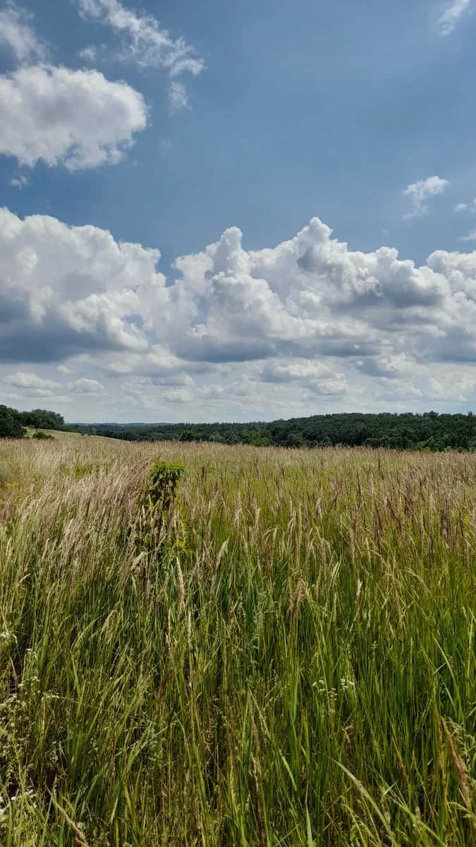Ділянка 0,10 соток, Ржищів: під забудову, біля лісу - фото 1