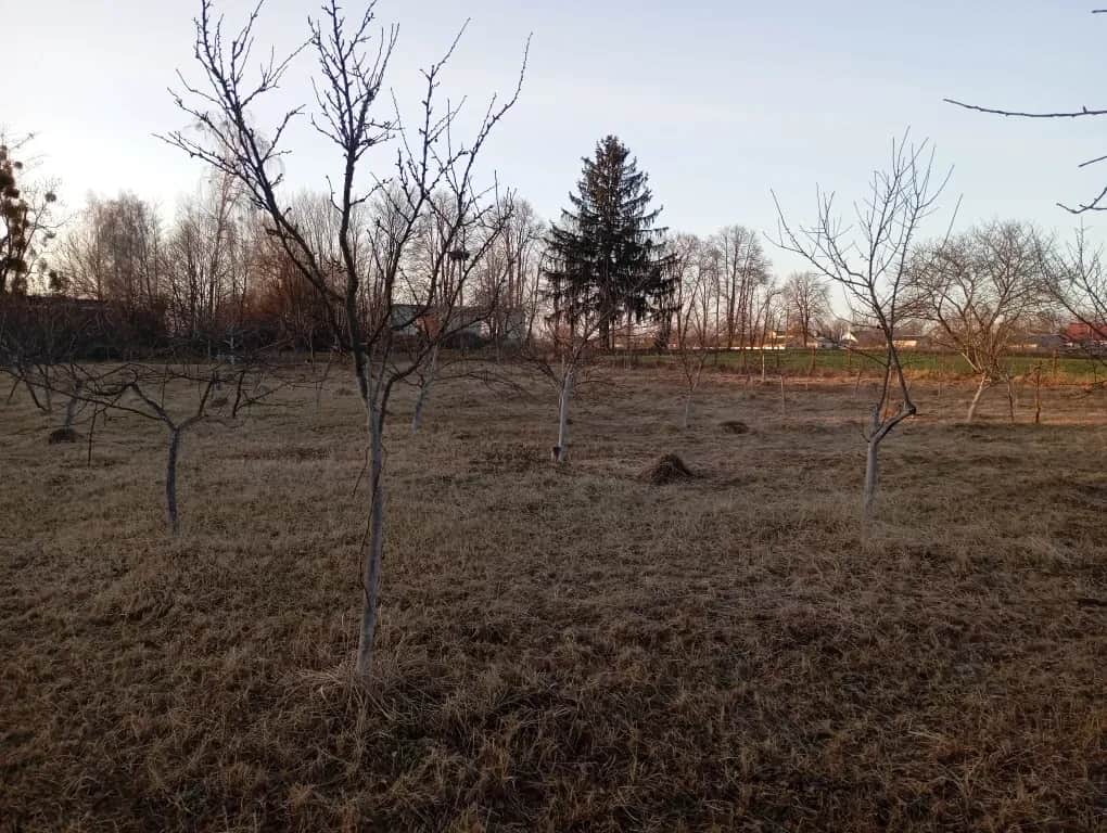 Ділянка 40 соток, Краснобірка: молодий сад, будинок під знос - фото 2
