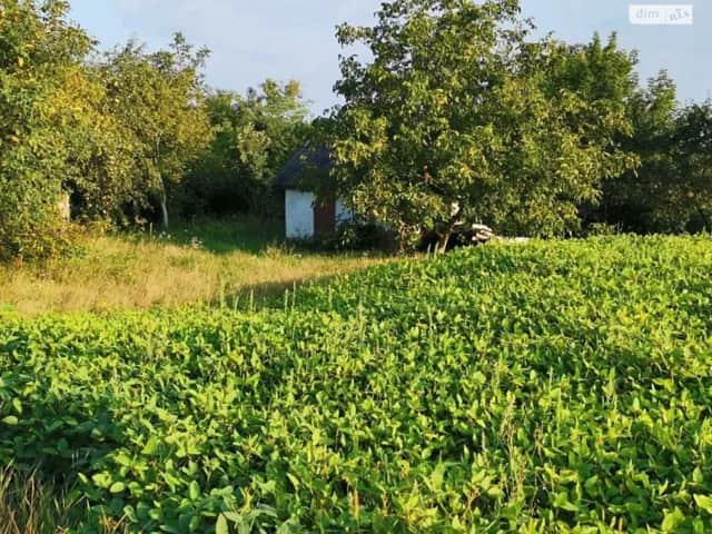 Дача, Васьківці: 34 сотки, сад, централізоване опалення - фото 2