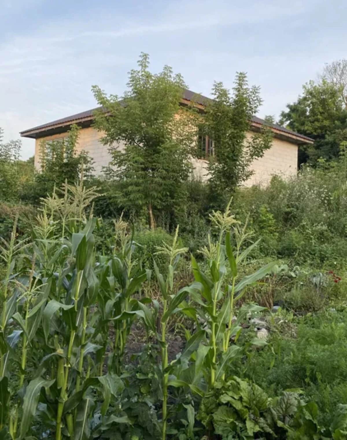Будинок, Коростишів: свердловина, газ - фото 1