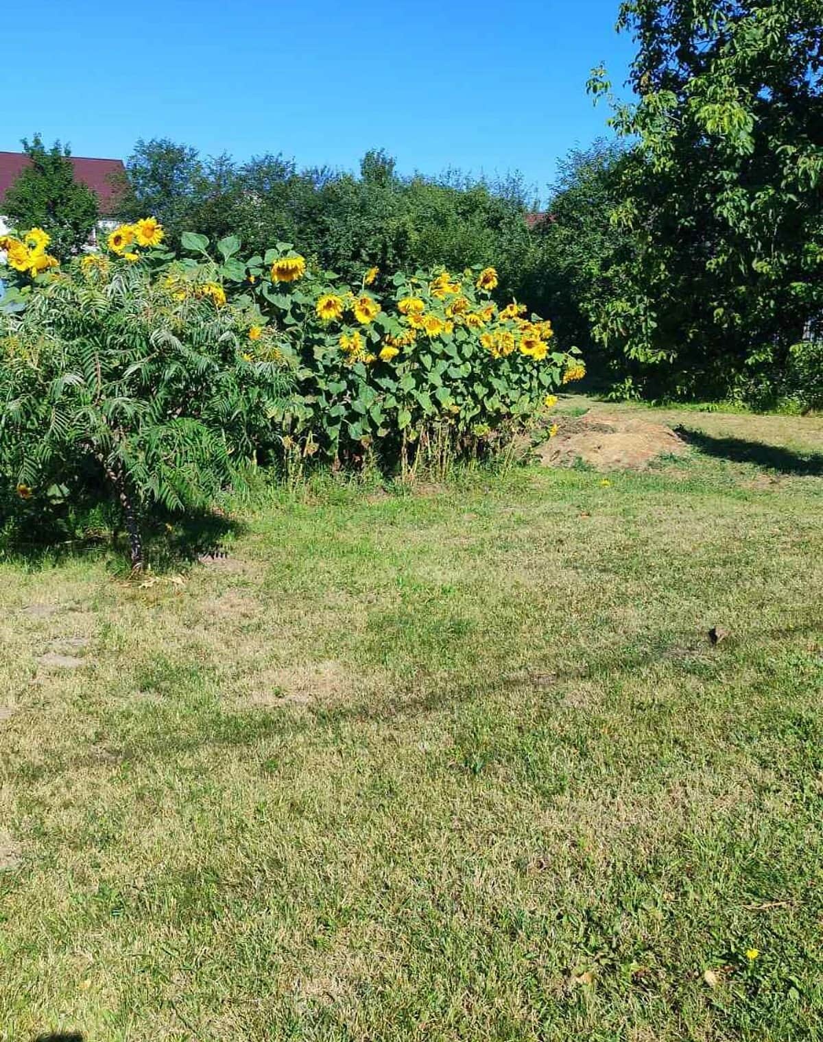 Ділянка 12 соток, Калинівка (Васильків): під житлову забудову, сад і паркан - фото 1