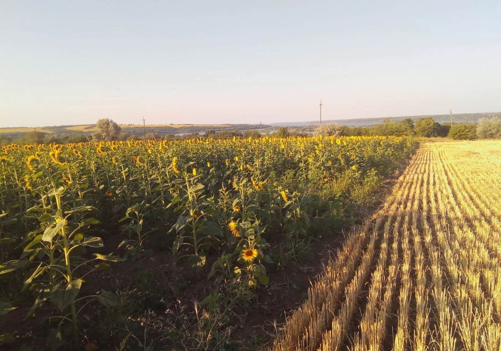 Ділянка 75 соток, Воронівка (Дніпро): під житлову забудову, під гараж - фото 1