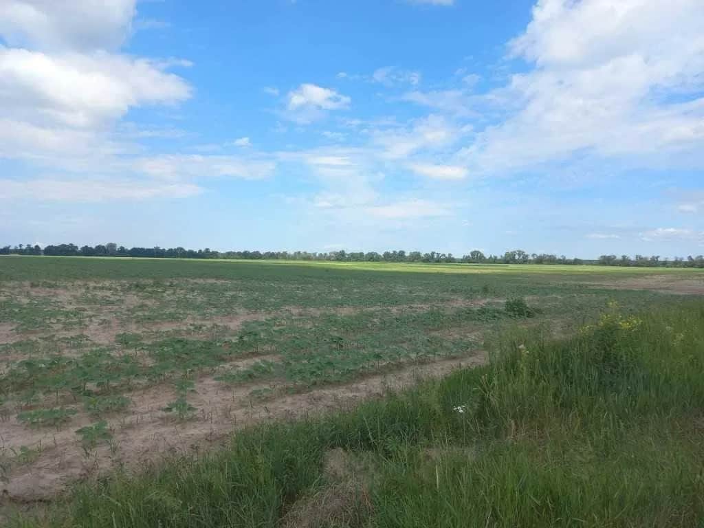 Ділянка 205 соток, Гнідин: оренда до 2032 року, аукціон - фото 1