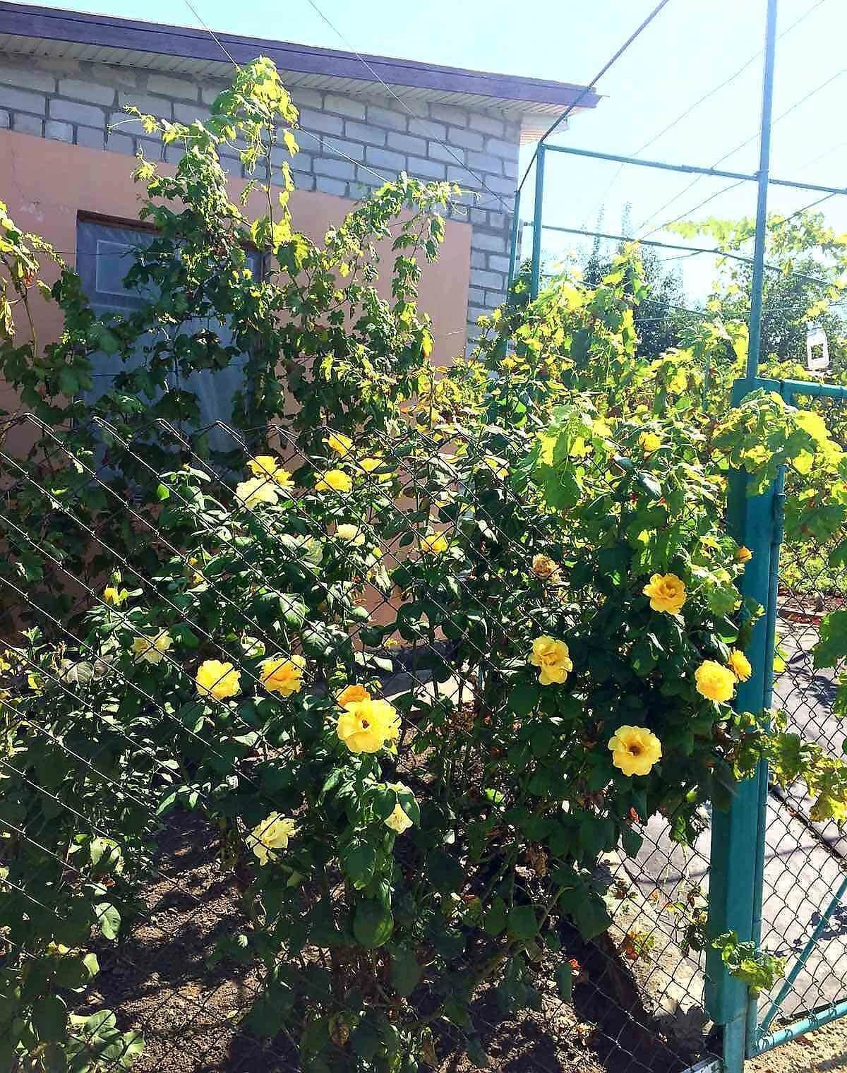 Частина будинку, Шевченківський: дача, 5 соток, розстрочка - фото 1