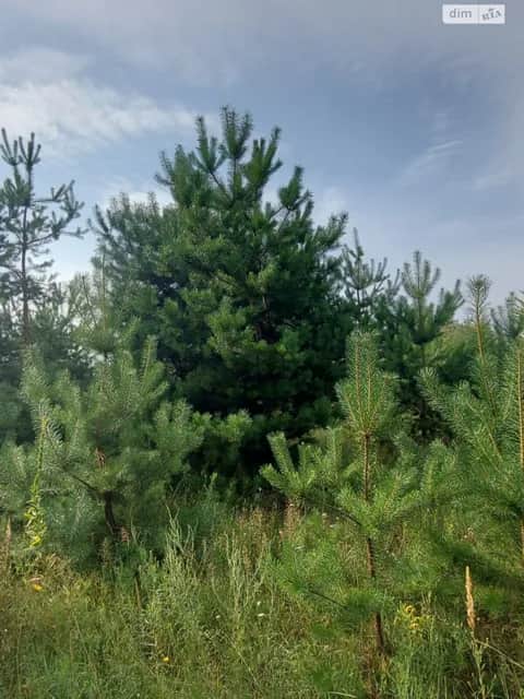 Ділянка 10 соток, Терентіївка: під житлову забудову, під садівництво - фото 2