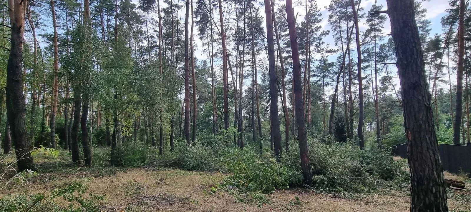 Ділянка 24 сотки, Блиставиця: сосновий ліс, озеро, електрика поряд - фото 2
