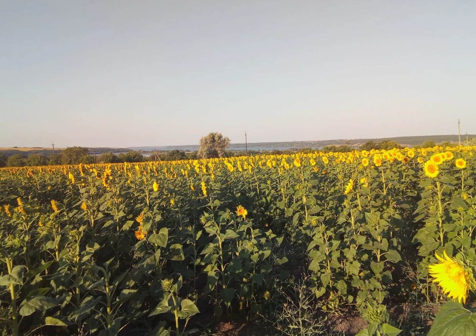 Ділянка 75 соток, Воронівка (Дніпро): під житлову забудову, під гараж - фото 2