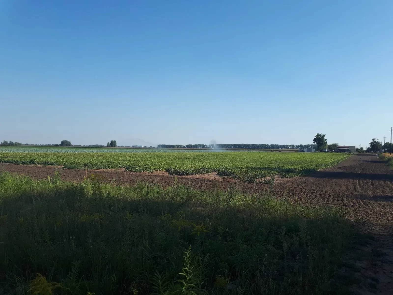 Ділянка 374 соток, Сеньківка: ОСГ, оренда до 2029 року - фото 1