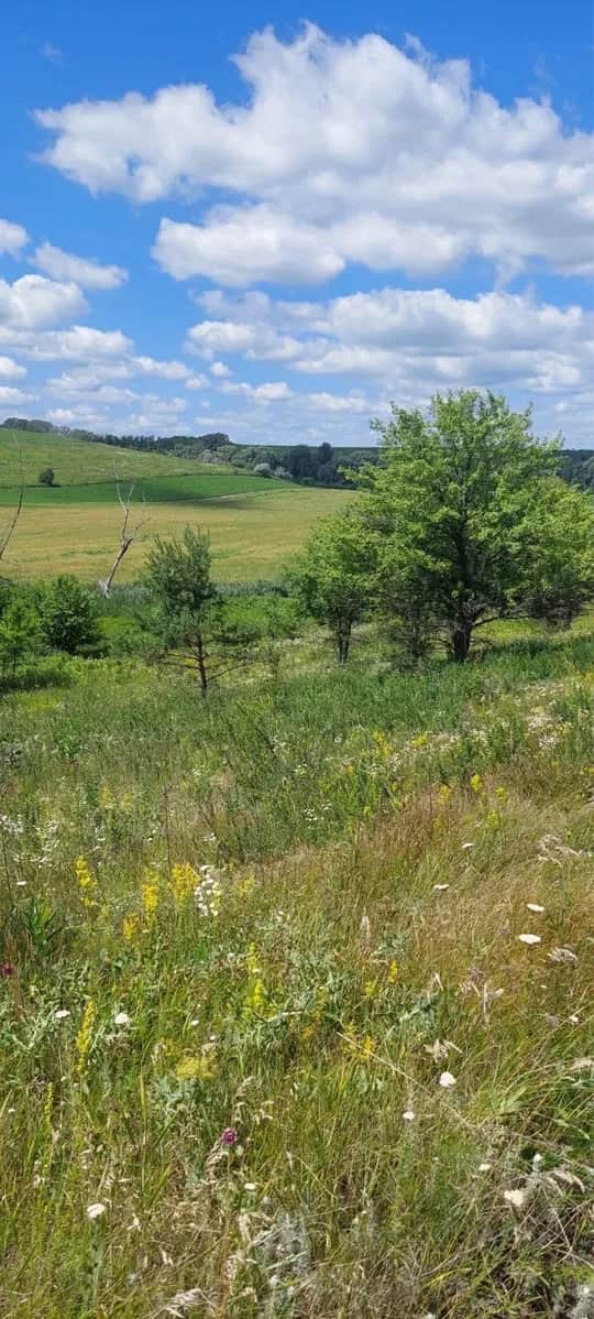 Ділянка 300 соток, Халеп'я: річка та ліс, для ферми - фото 2
