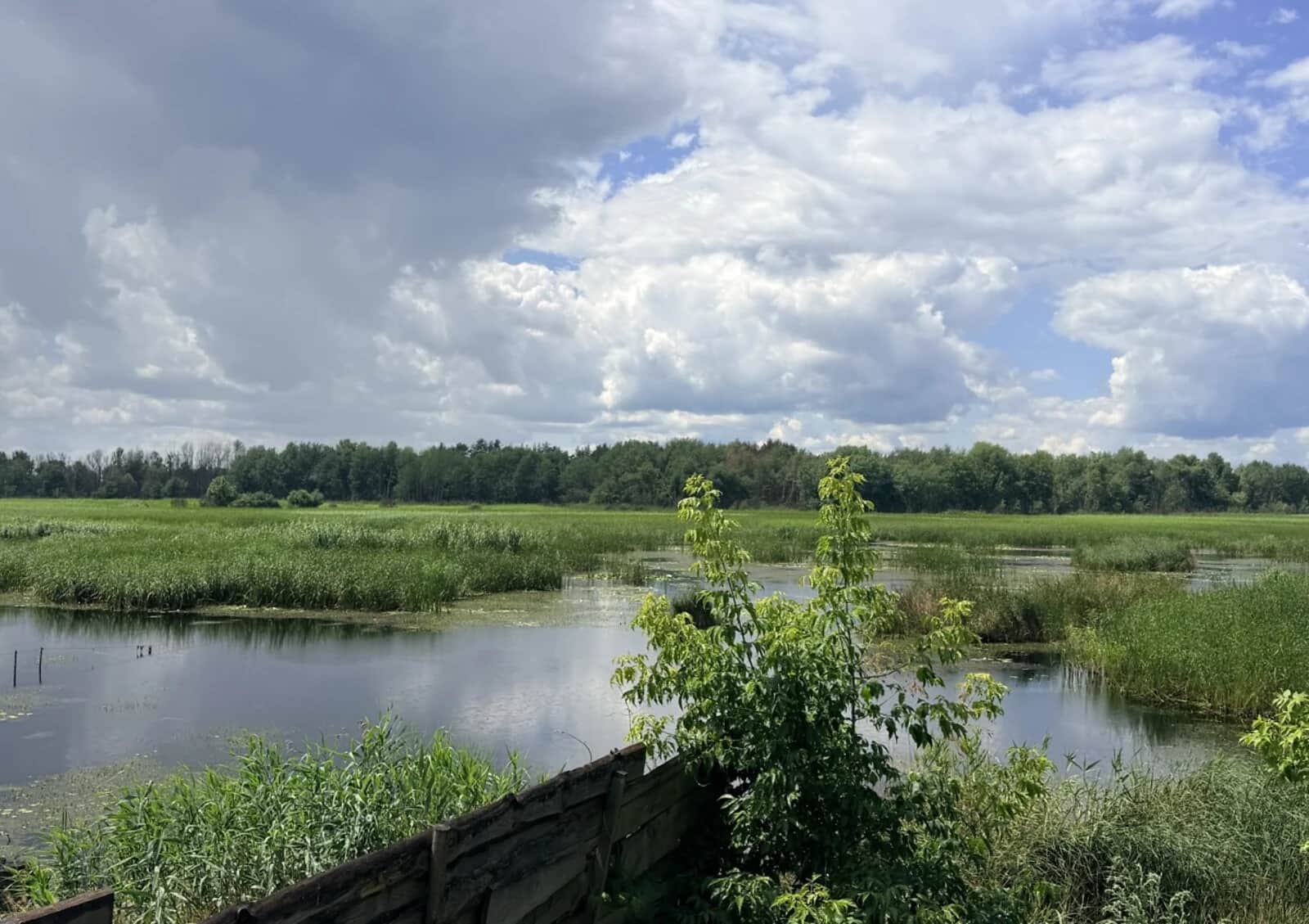 Ділянка 12.5 соток, Кедина Гора: під житлову забудову, свердловина, електрика - фото 1