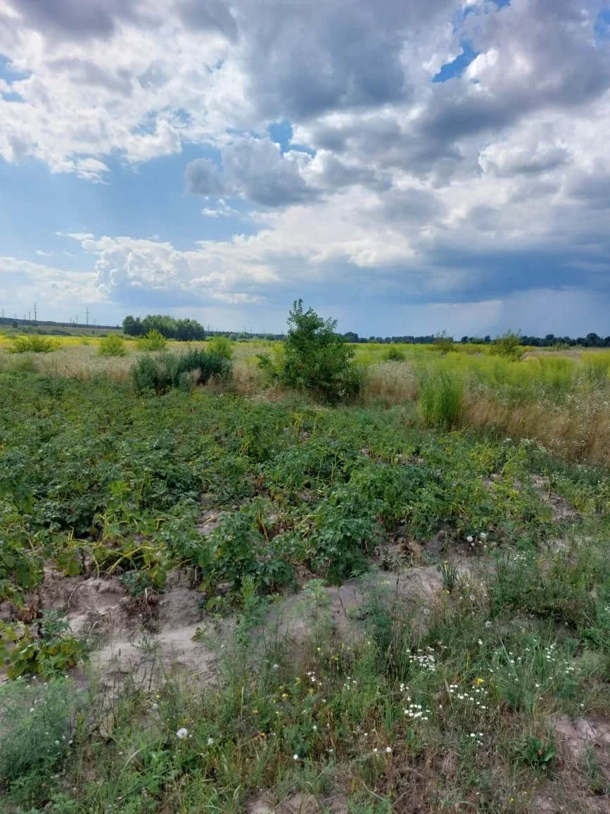 Ділянка 12 соток, Нові Петрівці: під будівництво, ліс і море - фото 1