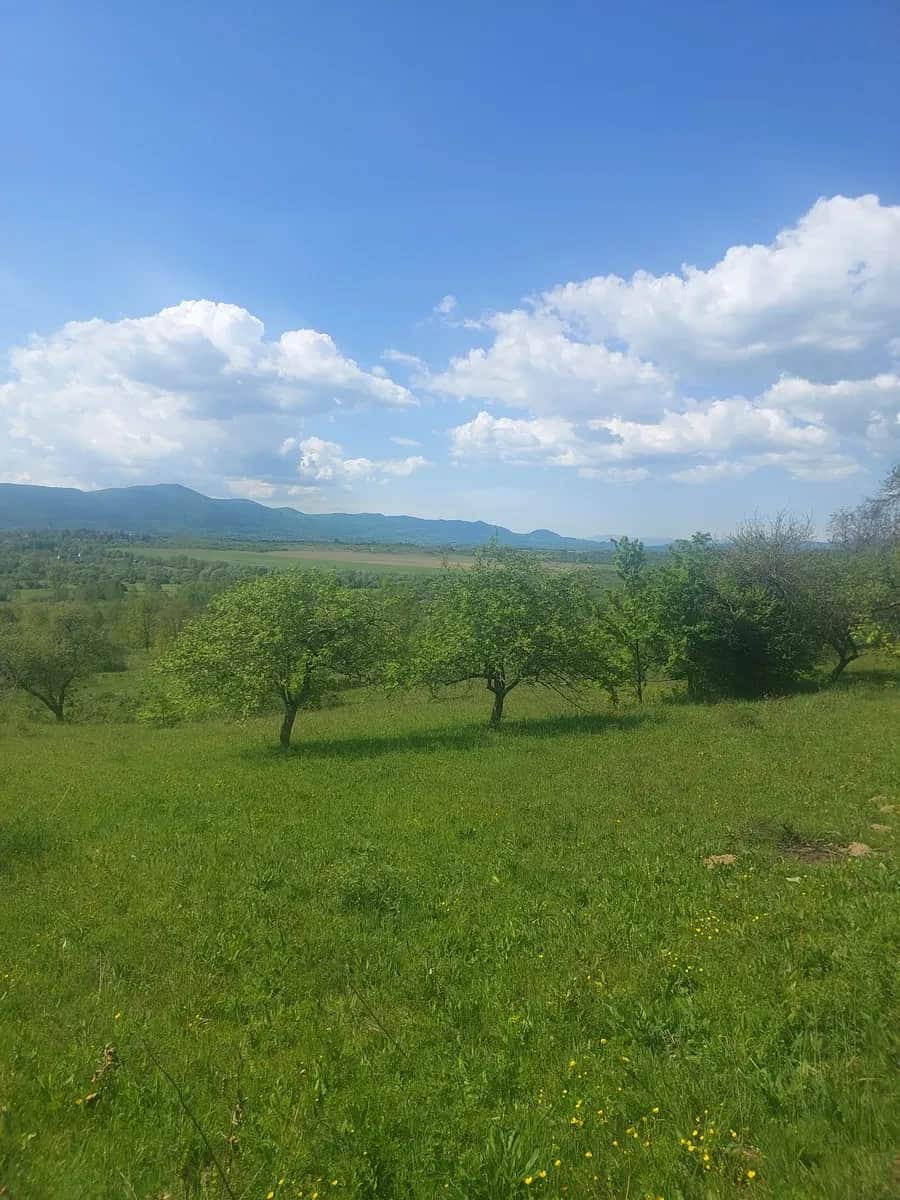Ділянка 25 соток, Хуст: природна лісова зона, термальний комплекс за 5 км - фото 1