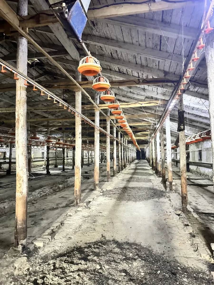 Ферма, Диканька: до 30 тисяч курей, готова до запуску - фото 1