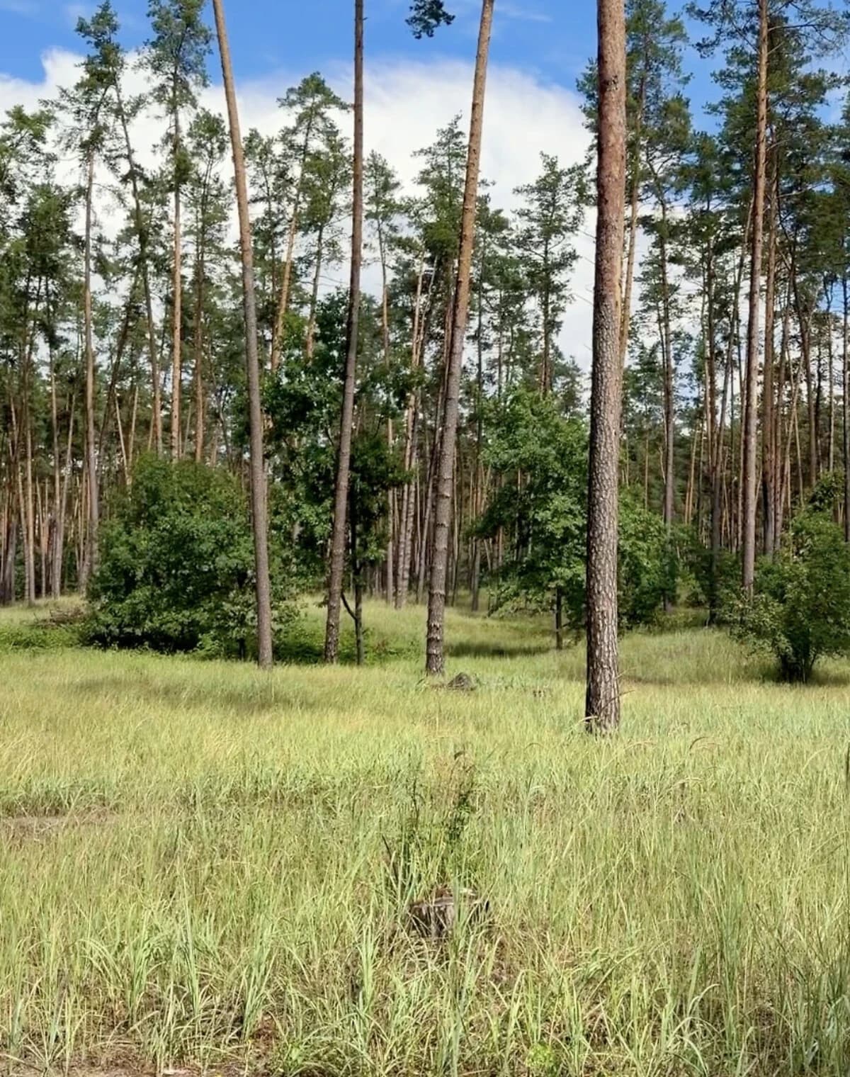 Ділянка 12.5 соток, Кедина Гора: під житлову забудову, свердловина, електрика - фото 4