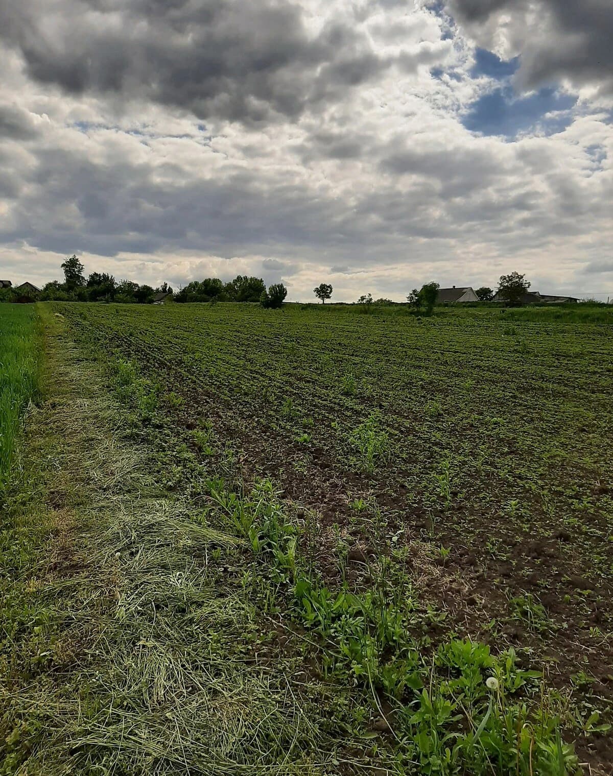 Ділянка 62 соток, Хоростків: природне озеро, електрика, чорнозем - фото 4