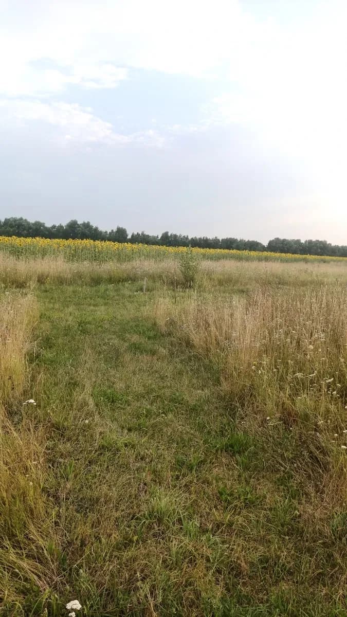 Ділянка 2 500 соток, Діброва: ліс і озеро, газ та електрика - фото 1