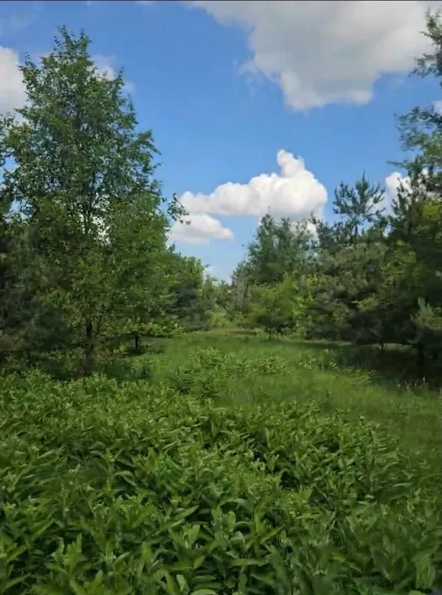 Ділянка 400 соток, Рудка: ліс і озеро поруч, асфальтована дорога - фото 3
