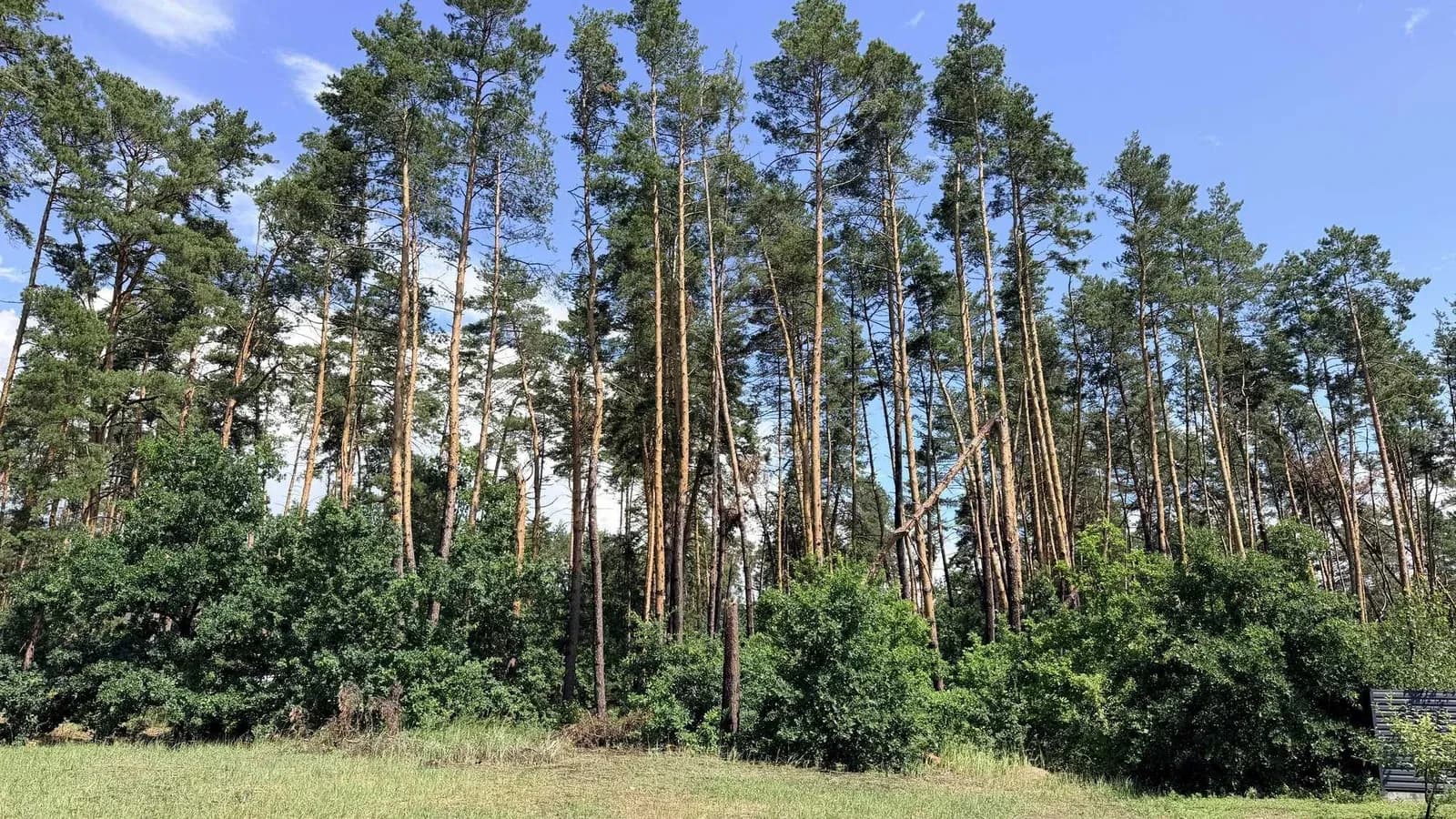 Ділянка 12,5 соток, Кедина Гора: 100 м до Дніпра, сосновий ліс - фото 3