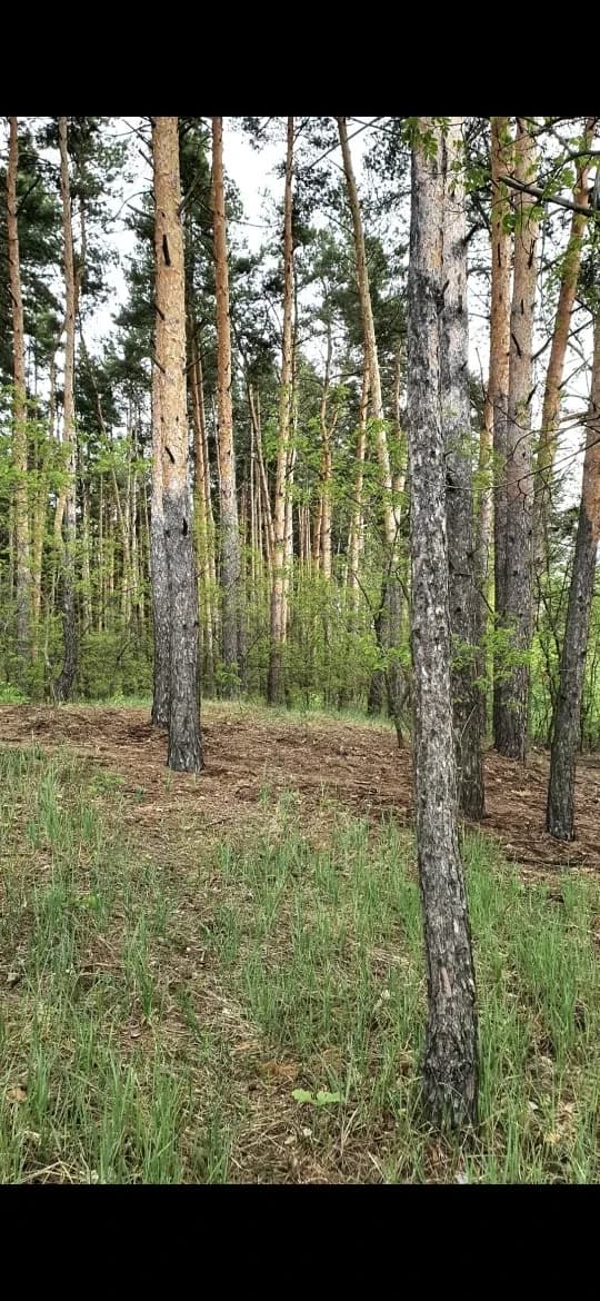 Ділянка 16 соток, Проців: вихід у ліс, газ та енергія - фото 3