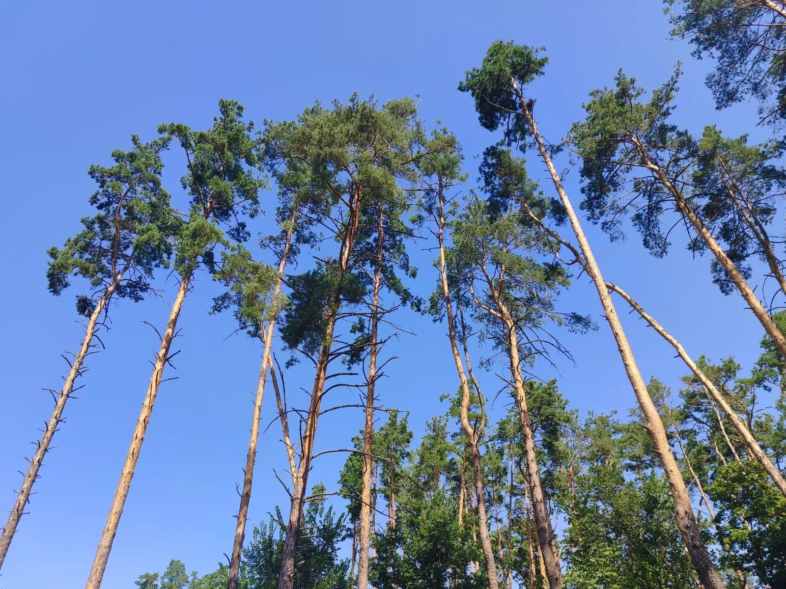 Ділянка 10 соток, Лісова Буча: газ 15 м, каналізація 50 м - фото 2