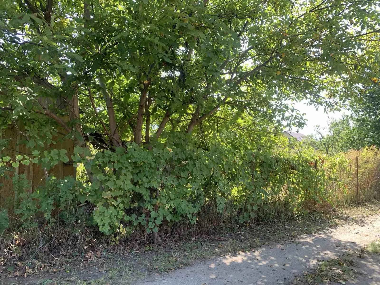 Ділянка 10 соток, Червоний Садок: рівна, огороджена сіткою - фото 2
