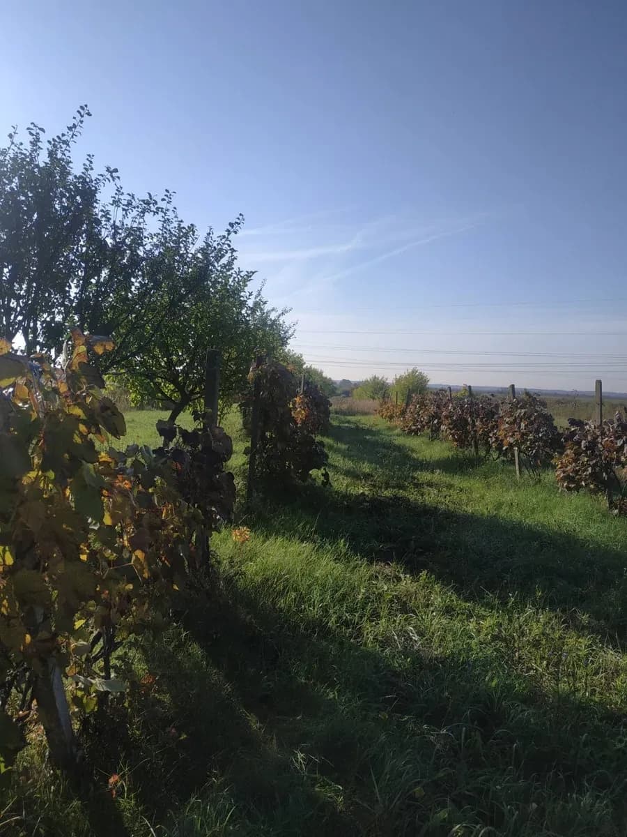 Ділянка 25 соток, Холмець: до 15 км від Ужгорода, газ, сад - фото 1