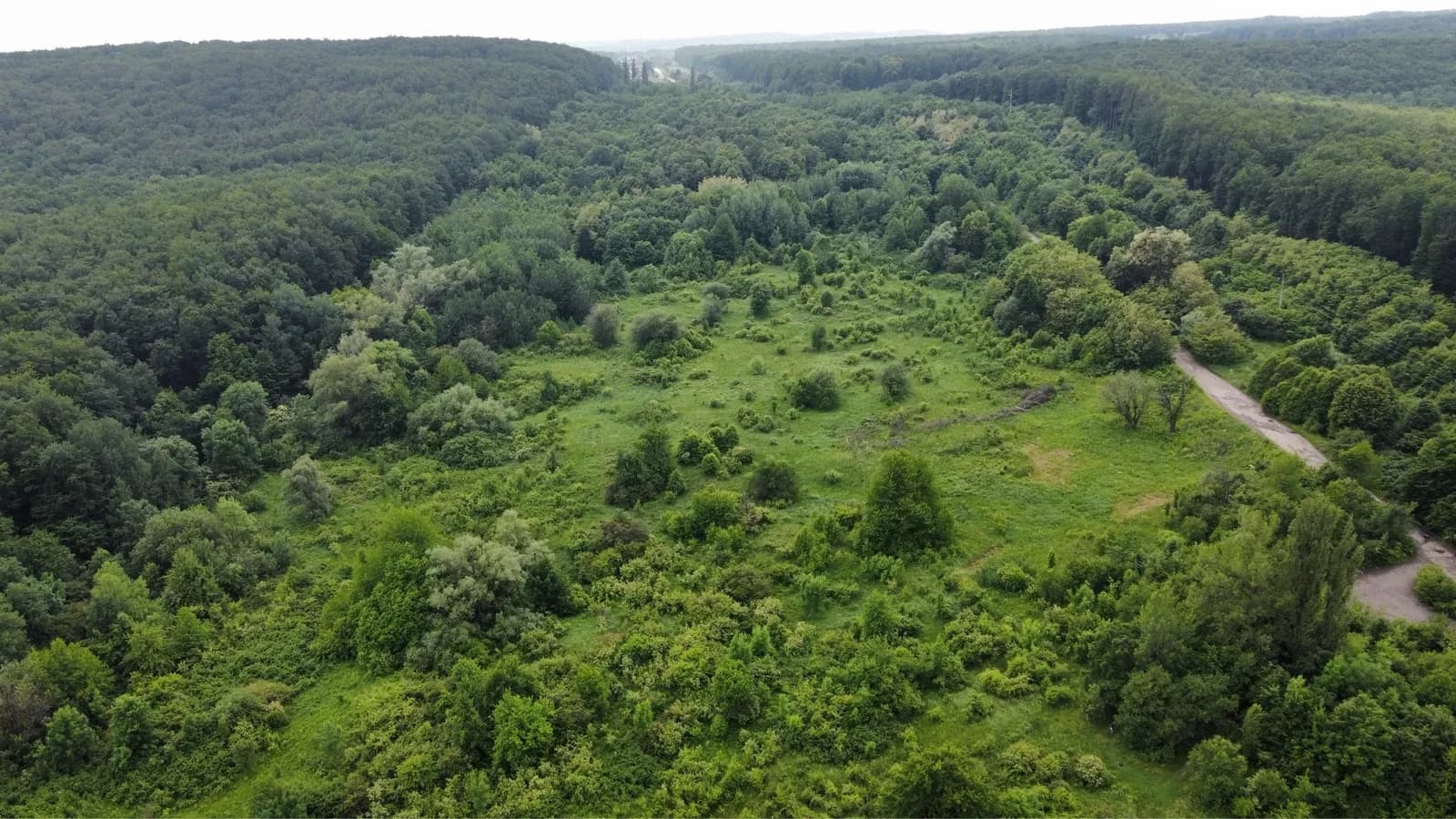 Ділянка 140 соток, Валя Кузьмина: ліс, асфальтована дорога - фото 4