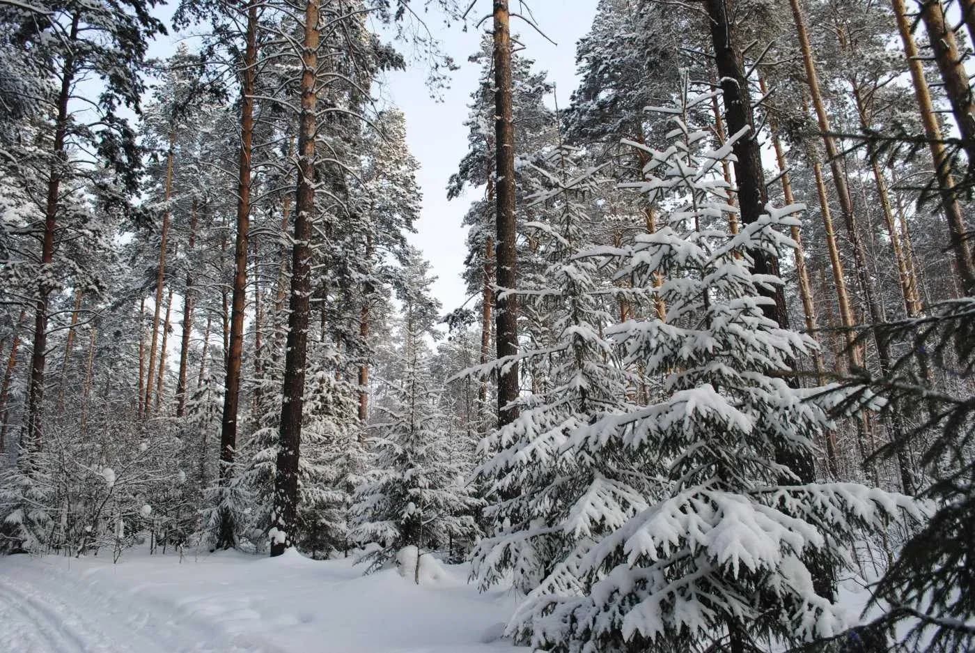 Будинок, Голосіївський: вихід до озера, панорамні вікна - фото 4