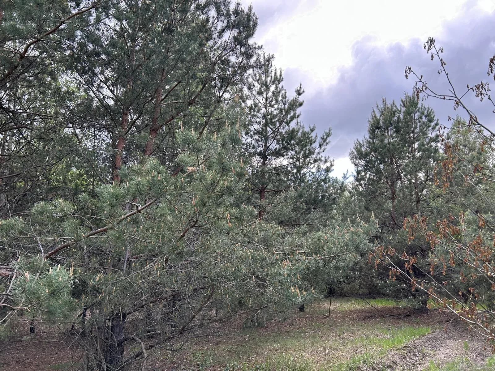 Ділянка 400 соток, Здвижівка: поблизу Києва, лісова зона, електрика поруч - фото 4