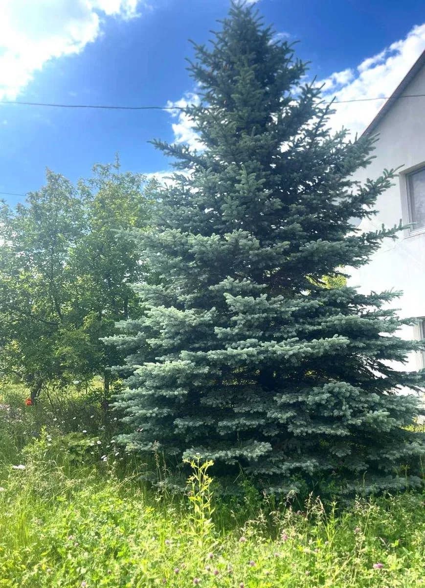 Будинок, Черкаська Лозова: робочий камін, лазня, вид на березовий гай - фото 3