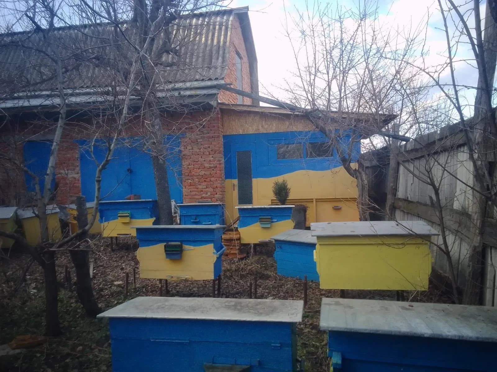 Будинок, Будківка: будиночок на бджолах, три фази, понад 70 дерев - фото 2