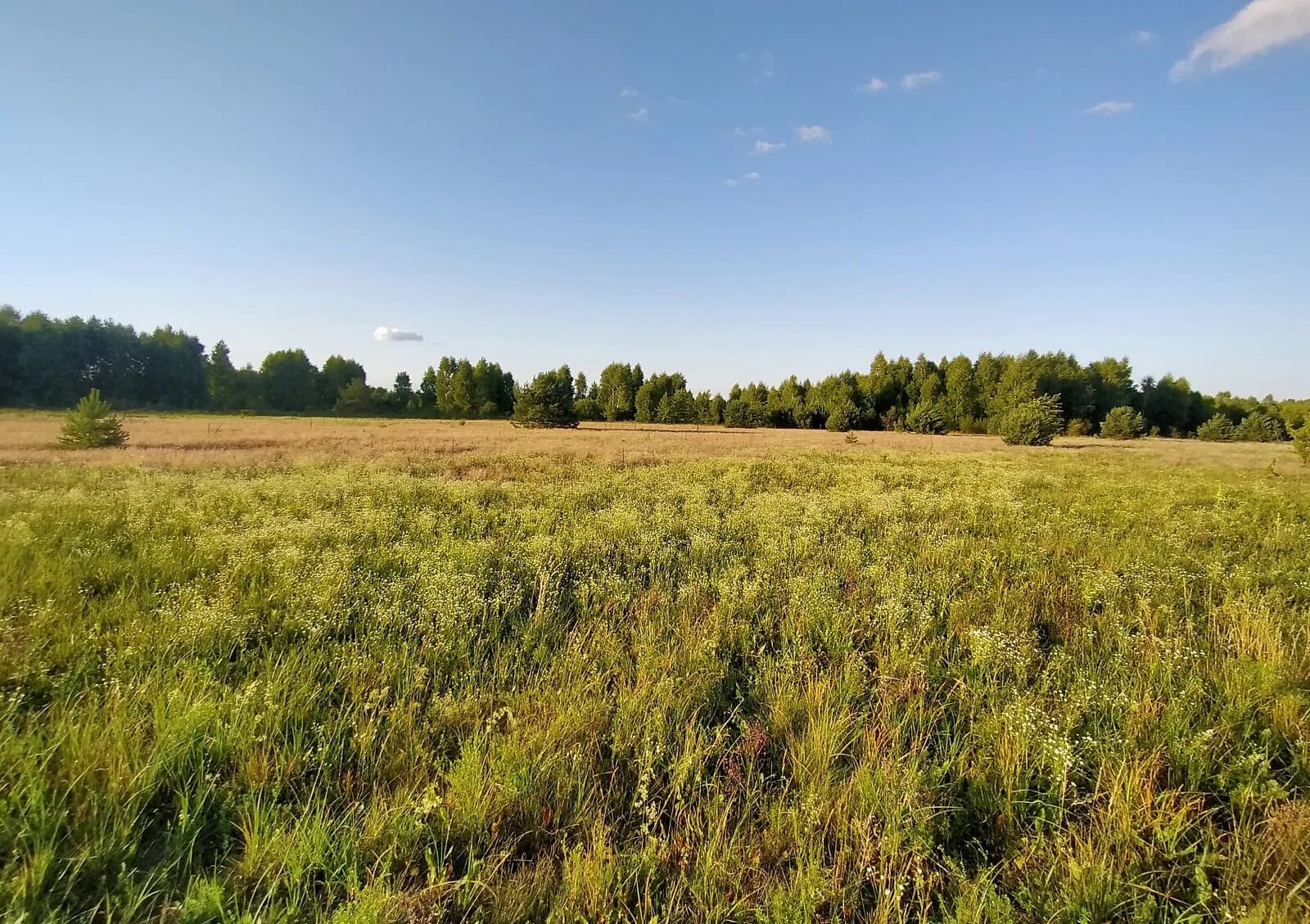 Ділянка 8 соток, Пульмо: під житлову забудову, торг можливий - фото 5