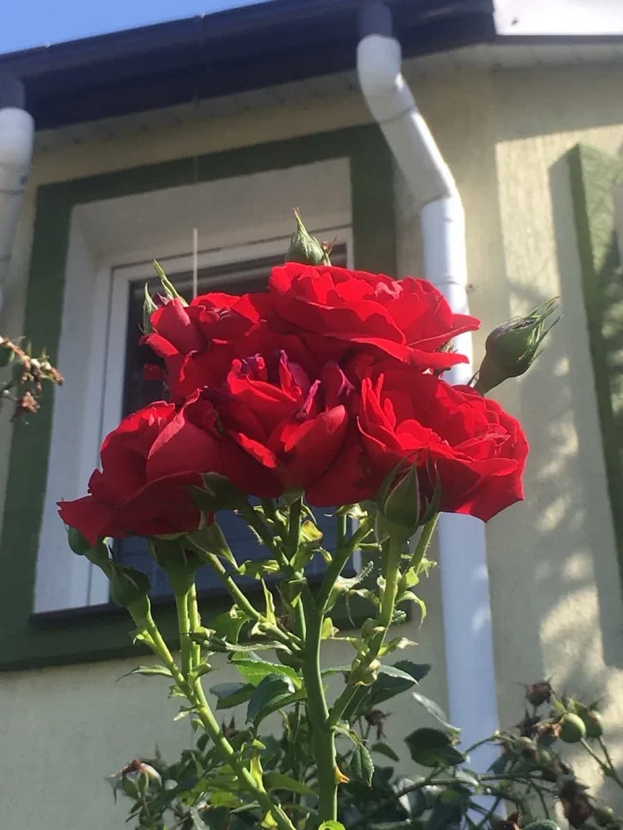 Будинок, Білогорща: євроремонт, 6 соток, прибудова - фото 4