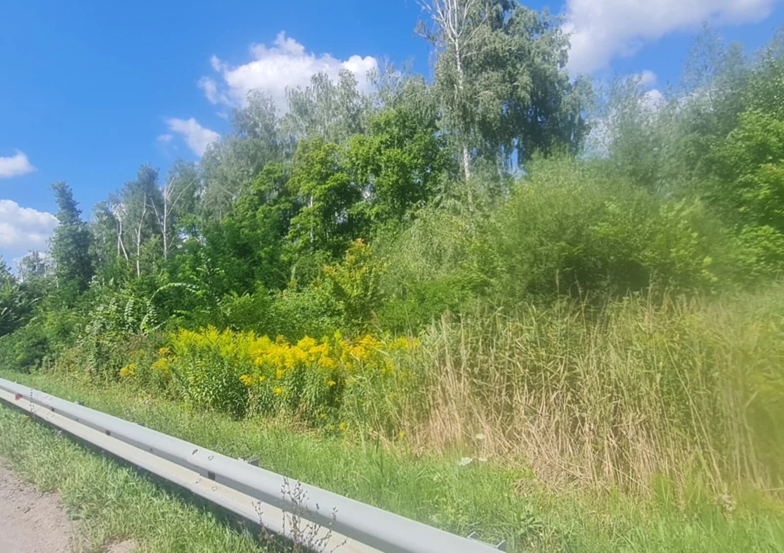 Ділянка 50 соток, Ставище (Брусилів): під житлову забудову, сад