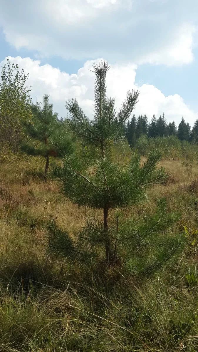 Ділянка 350 соток, Микуличин: під будівництво, ліс з трьох боків - фото 2