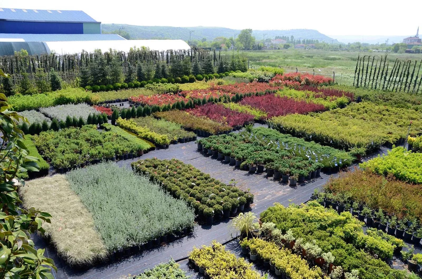 Ділянка 300 соток, Олешки: 3 км від Харкова, поля лаванди - фото 3
