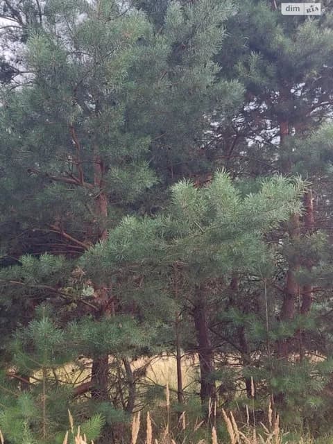 Ділянка 10 соток, Терентіївка: під житлову забудову, під садівництво - фото 3